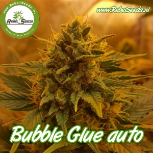 Bubble Glue autoflower, feminised. Bubble Glue autoflower, feminised.